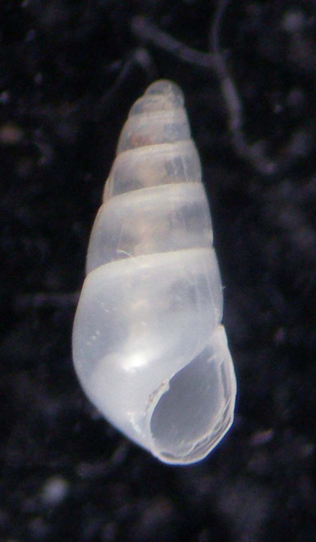 odostomia 2